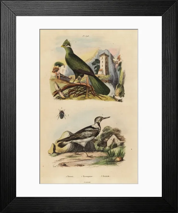 Framed Print : Guinea turaco, Tauraco persa, and Eurasian Framed Print : Guinea turaco, Tauraco persa, and Eurasian