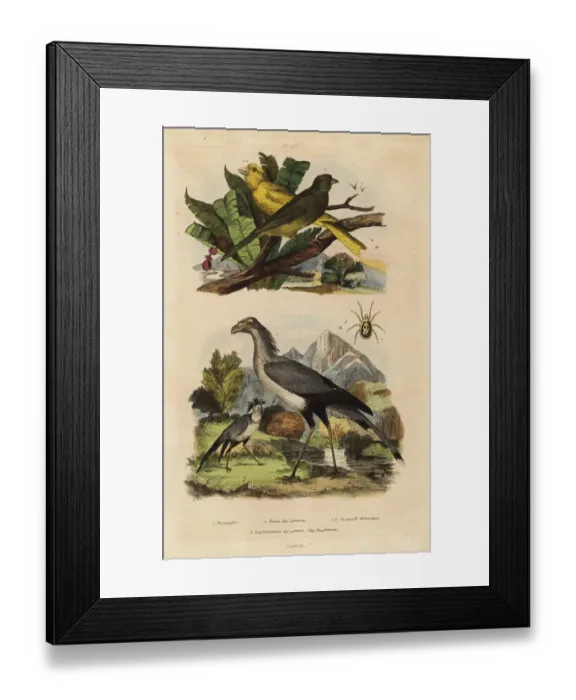 Framed Print : Secretary bird, Sagittarius serpentarius Framed Print : Secretary bird, Sagittarius serpentarius