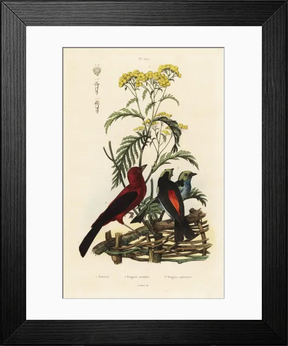 Framed Print : Brazilian tanager, Ramphocelus bresilius Framed Print : Brazilian tanager, Ramphocelus bresilius