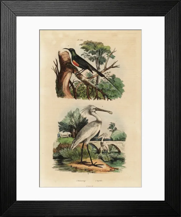 Framed Print : Beautiful sunbird and common spoonbill Framed Print : Beautiful sunbird and common spoonbill