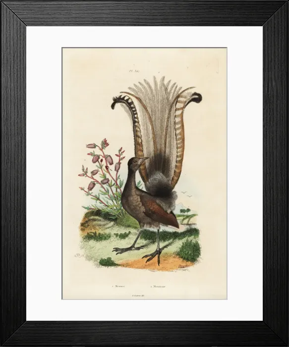 Framed Print : Superb lyrebird and false azalea Framed Print : Superb lyrebird and false azalea