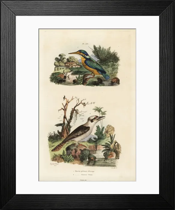Framed Print : Kingfisher, Alcedo atthis, and laughing kookaburra Framed Print : Kingfisher, Alcedo atthis, and laughing kookaburra