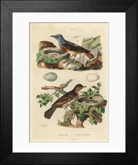 Framed Print : Common rock thrush, Monticola saxatilis Framed Print : Common rock thrush, Monticola saxatilis