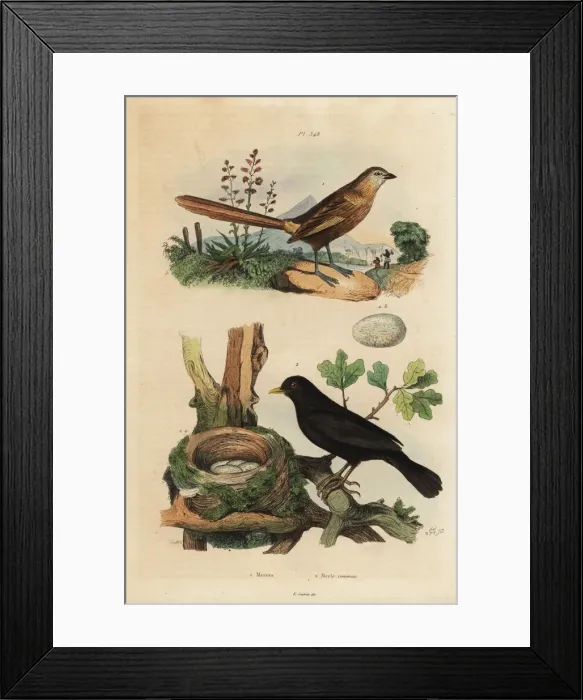 Framed Print : Western grasswren and blackbird Framed Print : Western grasswren and blackbird