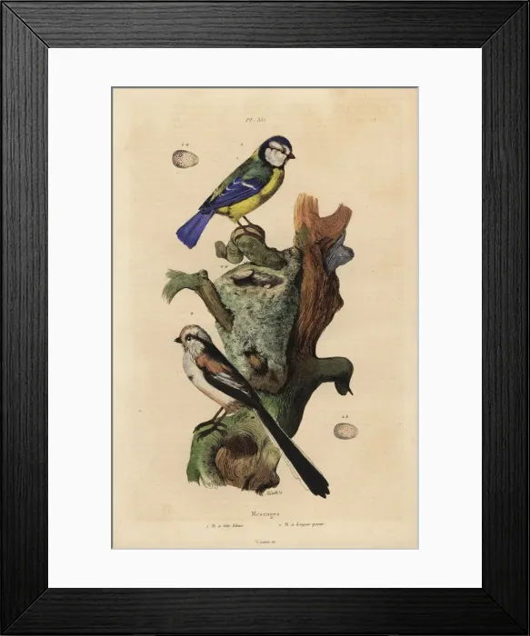Framed Print : Eurasian blue tit, Cyanoses caeruleus Framed Print : Eurasian blue tit, Cyanoses caeruleus