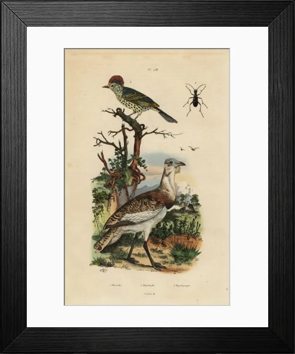 Framed Print : Little brown bustard, Eupodotis humilis Framed Print : Little brown bustard, Eupodotis humilis