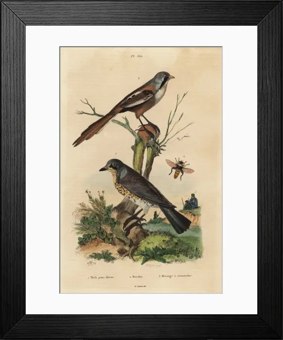 Framed Print : Fieldfare, Turdus pilaris, and bearded reedling Framed Print : Fieldfare, Turdus pilaris, and bearded reedling