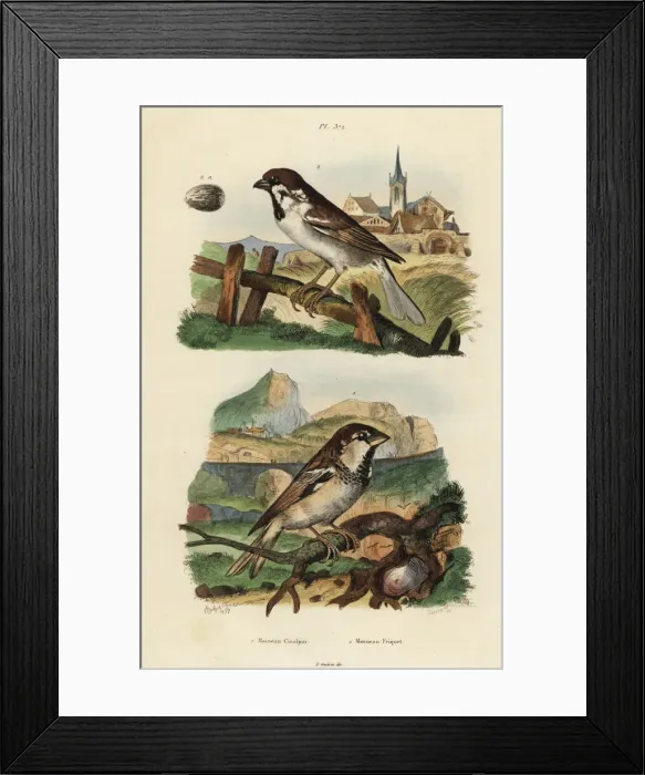 Framed Print : Italian sparrow, Passer italiae, and Eurasian Framed Print : Italian sparrow, Passer italiae, and Eurasian