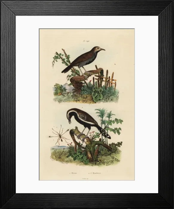Framed Print : Fairyfly, southern white-fringed antwren Framed Print : Fairyfly, southern white-fringed antwren