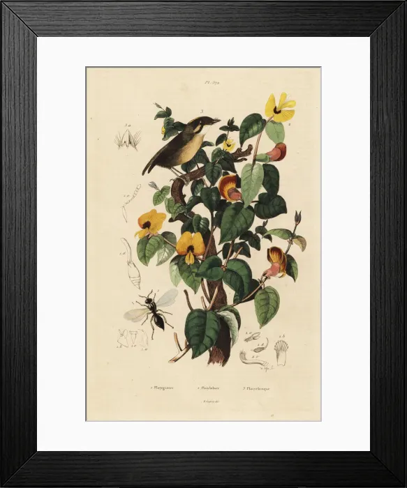 Framed Print : Black-cheeked gnateater, handsome sweetpea and wasp Framed Print : Black-cheeked gnateater, handsome sweetpea and wasp