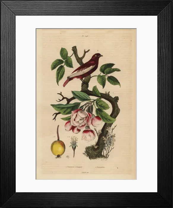 Framed Print : Pompadour cotinga, Xipholena punicea, on an Framed Print : Pompadour cotinga, Xipholena punicea, on an