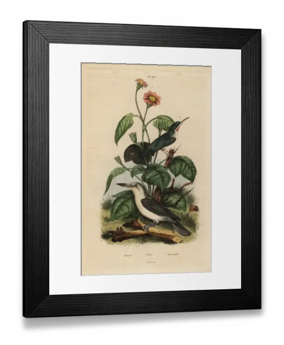 Framed Print : Jamaican tody, Mariana kingfisher and sunflower Framed Print : Jamaican tody, Mariana kingfisher and sunflower