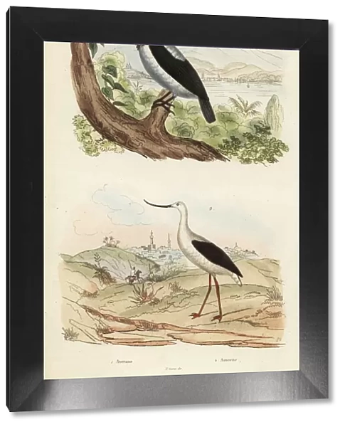 Bearded bellbird, Procnias averano, and American