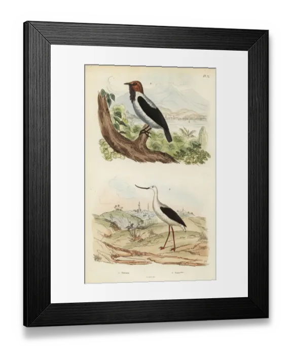 Framed Print : Bearded bellbird, Procnias averano, and American Framed Print : Bearded bellbird, Procnias averano, and American