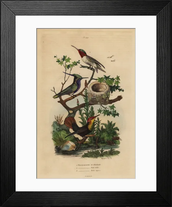 Framed Print : Green-crowned plovercrest, ruby-throated Framed Print : Green-crowned plovercrest, ruby-throated