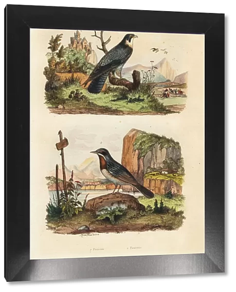Merlin, Falco columbarius, and Moltonis warbler