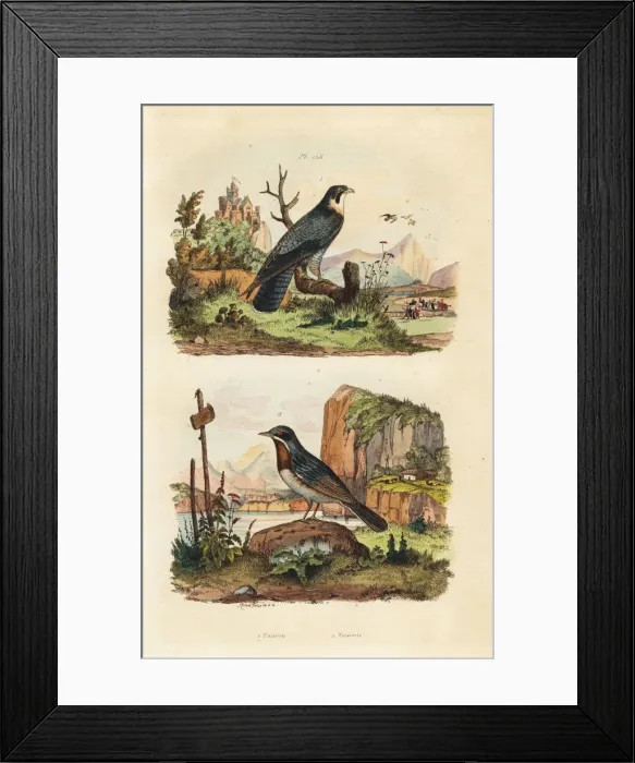 Framed Print : Merlin, Falco columbarius, and Moltonis warbler Framed Print : Merlin, Falco columbarius, and Moltonis warbler