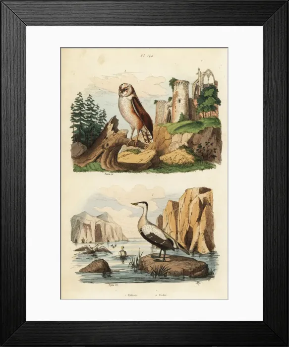 Framed Print : Barn owl, Tyto alba, and eider duck, Somateria mollissima Framed Print : Barn owl, Tyto alba, and eider duck, Somateria mollissima