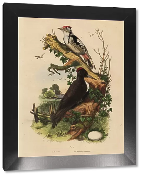 Black woodpecker and great spotted woodpecker with egg