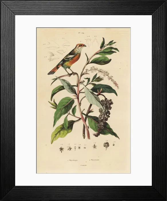 Framed Print : White-tipped plantcutter, Phytotoma rutile Framed Print : White-tipped plantcutter, Phytotoma rutile