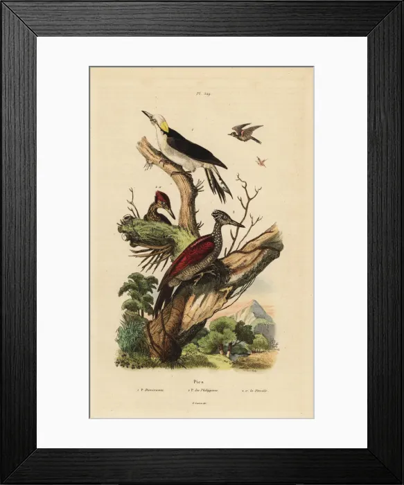 Framed Print : White woodpecker and Philippine pygmy woodpecker Framed Print : White woodpecker and Philippine pygmy woodpecker