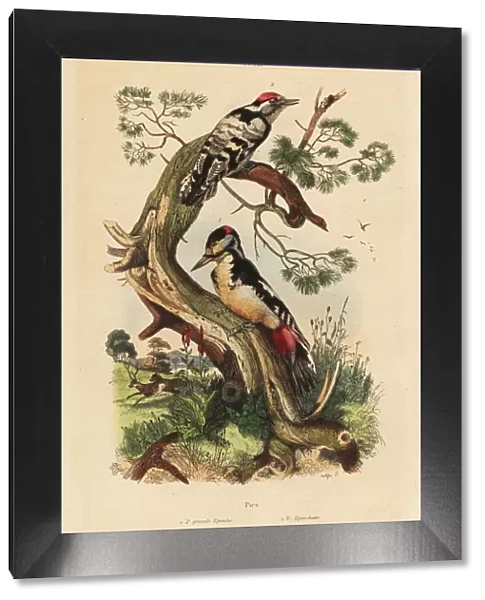 Great and lesser spotted woodpeckers
