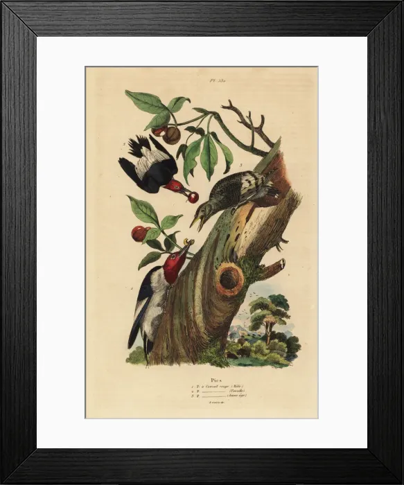Framed Print : Three-toed woodpecker, Picoides tridactylus Framed Print : Three-toed woodpecker, Picoides tridactylus