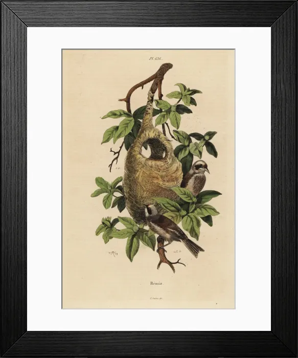 Framed Print : Penduline tit, Remiz pendulinus, and nest