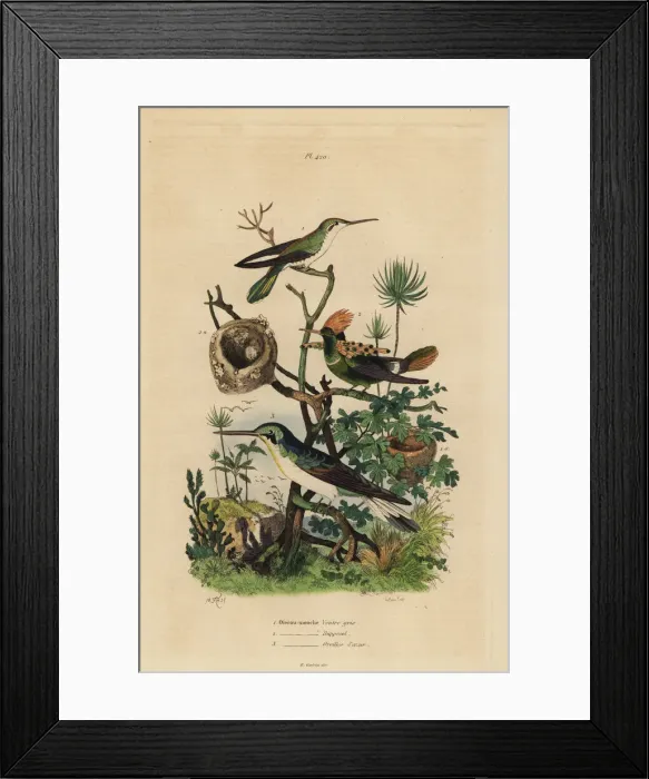Framed Print : Rufous tailed hummingbird, tufted coquette Framed Print : Rufous tailed hummingbird, tufted coquette