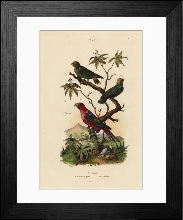 Framed Print : Pygmy parrot, Micropsitta pusio, and black-capped Framed Print : Pygmy parrot, Micropsitta pusio, and black-capped