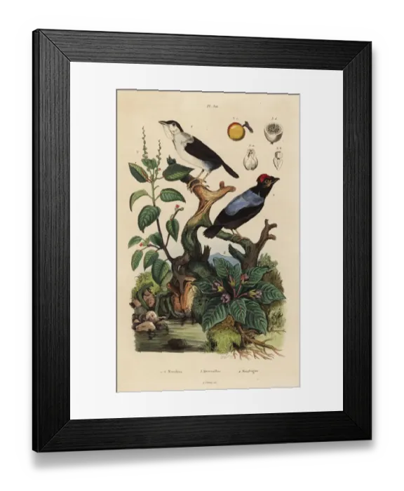 Framed Print : Manakins, manchineel tree and mandrake Framed Print : Manakins, manchineel tree and mandrake