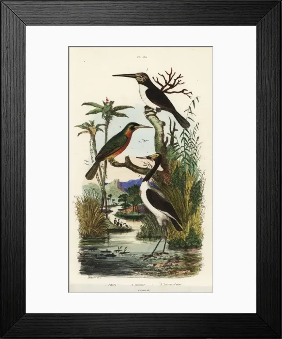 Framed Print : Jabiru mycteria, Galbula ruficauda and Jacamaralcyon Framed Print : Jabiru mycteria, Galbula ruficauda and Jacamaralcyon
