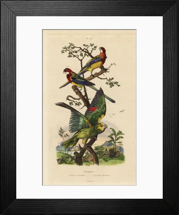 Framed Print : Eastern rosella and yellow-crowned amazon Framed Print : Eastern rosella and yellow-crowned amazon