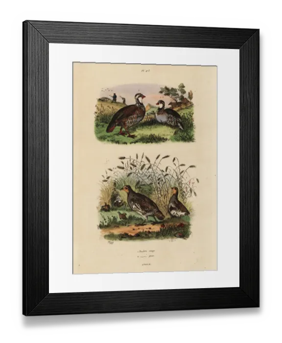 Framed Print : Red-legged partridge, Lectures rufa, and grey Framed Print : Red-legged partridge, Lectures rufa, and grey