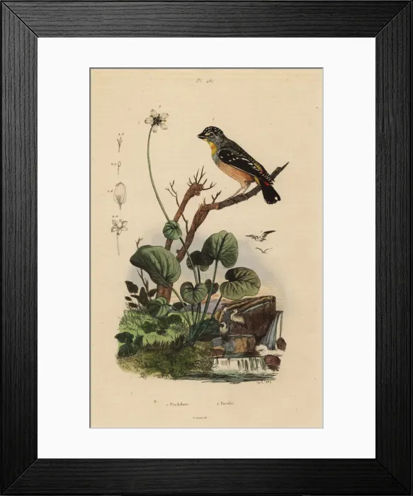 Framed Print : Spotted pardalote, Pardalotus punctatus Framed Print : Spotted pardalote, Pardalotus punctatus
