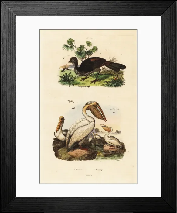Framed Print : American white pelican, Pelecanus erythrorhynchos Framed Print : American white pelican, Pelecanus erythrorhynchos