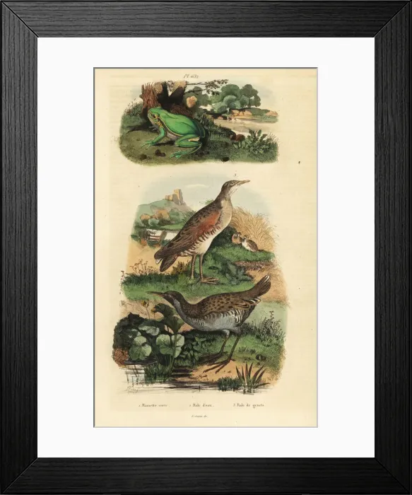 Framed Print : Tree frog, water rail and landrail Framed Print : Tree frog, water rail and landrail
