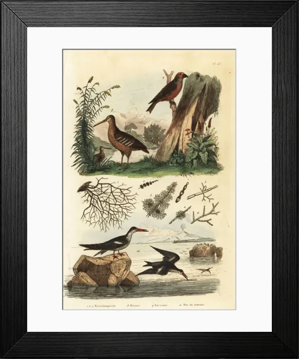 Framed Print : Woodcock, red crossbill and black skimmer Framed Print : Woodcock, red crossbill and black skimmer