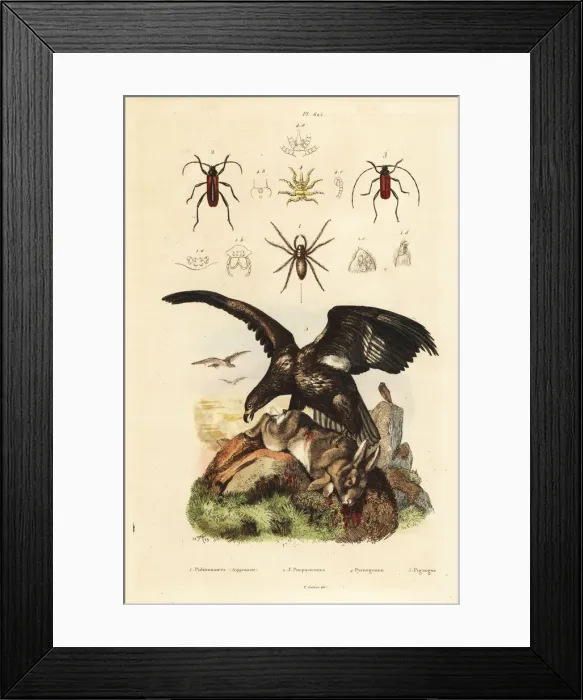 Framed Print : White-tailed sea eagle, water spider, Purpuricenus Framed Print : White-tailed sea eagle, water spider, Purpuricenus