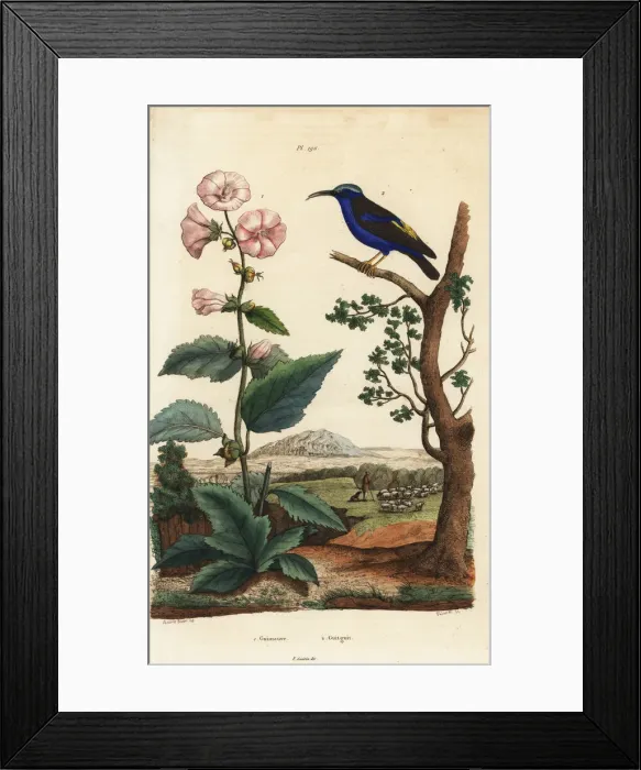 Framed Print : Marshmallow and purple honeycreeper Framed Print : Marshmallow and purple honeycreeper