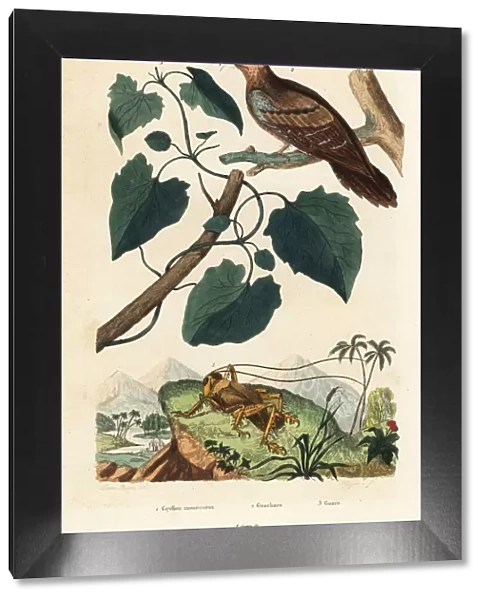 Schizodactylus monstrosus, oilbird and guaco vine
