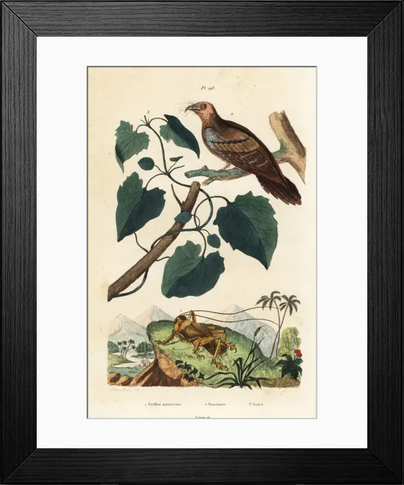 Framed Print : Schizodactylus monstrosus, oilbird and guaco vine Framed Print : Schizodactylus monstrosus, oilbird and guaco vine