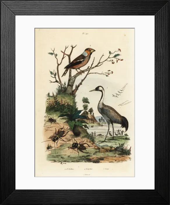 Framed Print : Hawfinch, crane and crickets Framed Print : Hawfinch, crane and crickets