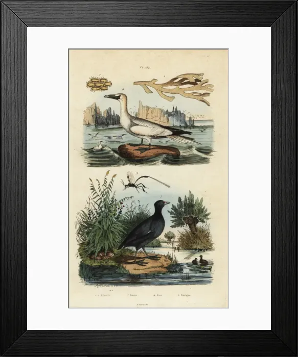 Framed Print : Gannet, coot, seaweed and wasp Framed Print : Gannet, coot, seaweed and wasp
