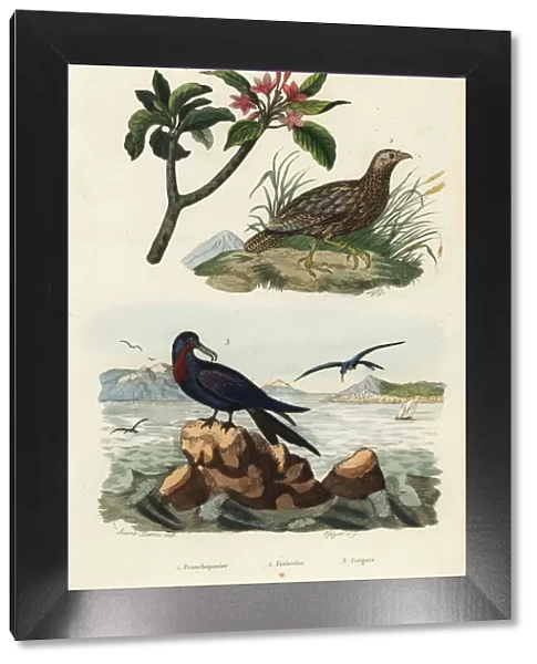 Francolin, frigatebird and frangipani
