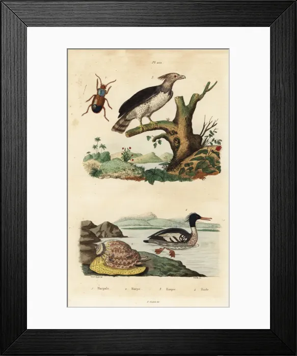 Framed Print : Harpy eagle, Brazilian merganser, Harpalus Framed Print : Harpy eagle, Brazilian merganser, Harpalus