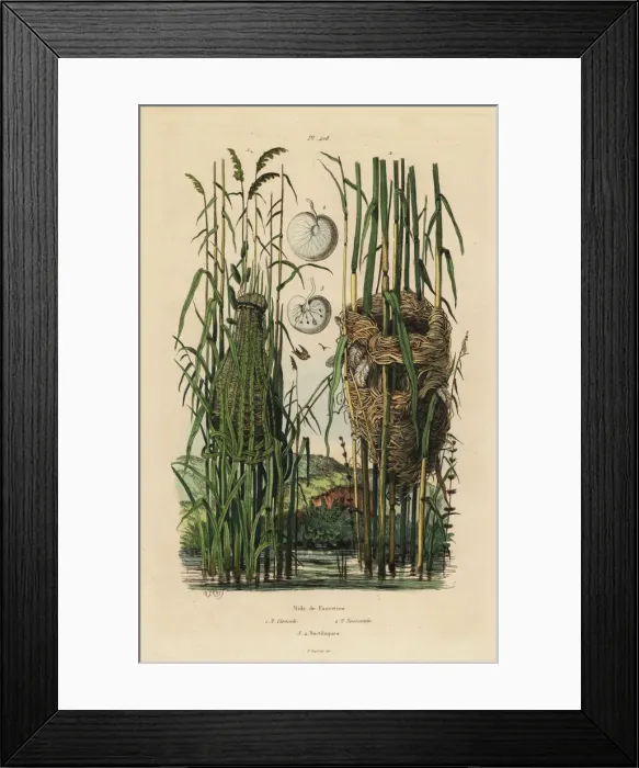 Framed Print : Nests of the streaked fantail warbler and reed warbler Framed Print : Nests of the streaked fantail warbler and reed warbler
