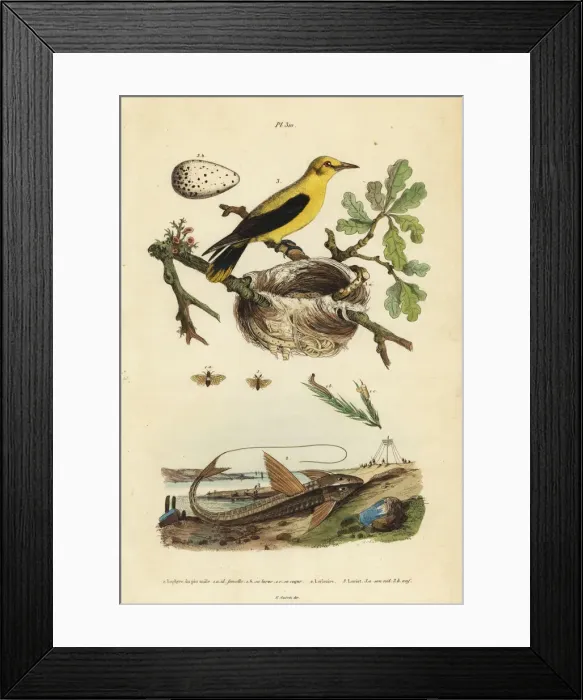 Framed Print : Oriole blackbird, chocolate loricarid catfish Framed Print : Oriole blackbird, chocolate loricarid catfish