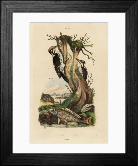Framed Print : Woodpeckers and picarel Framed Print : Woodpeckers and picarel