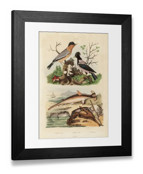 Framed Print : Smooth hammerhead shark, hammer oyster, brahminy Framed Print : Smooth hammerhead shark, hammer oyster, brahminy